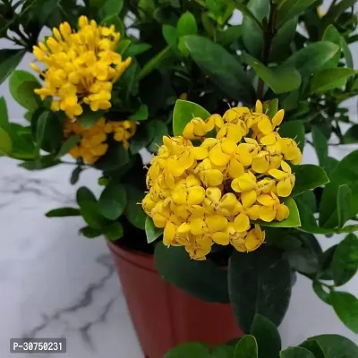 The Entacloo Ixora Plant IXORA PLANT EEWRR-thumb2