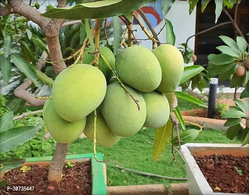 The Entacloo Mango Plant Himsagar Mango Live Plant.-thumb0