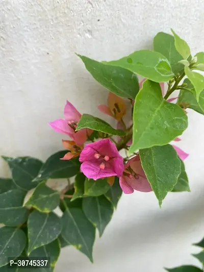 The Entacloo Baugainvillea Plant Baugainvillea Plant Disha0002901211119999111-thumb0