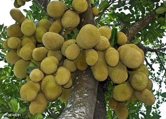 The Entacloo Jackfruit Plant Jackfruit Plant-thumb0