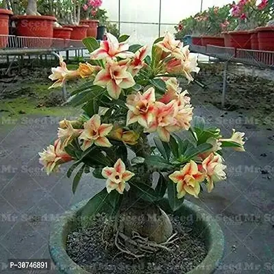 The Entacloo Adenium Plant GSDLANTOJ_984-thumb0