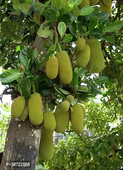 The Entacloo Jackfruit Plant DTV-thumb0