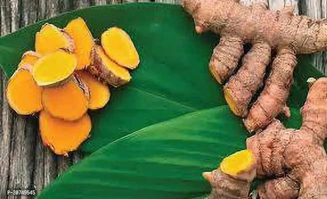 The Entacloo Turmeric Plant Turmeric Plant Hybrid SK12-thumb0