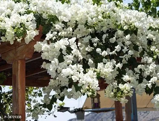 The Entacloo Bougainvillea Plant Gardens Rare Attractive WHITE BOUGAINVILLEA Flower Plant - 1 Healthy Live Plant With Plastic Bag-thumb0