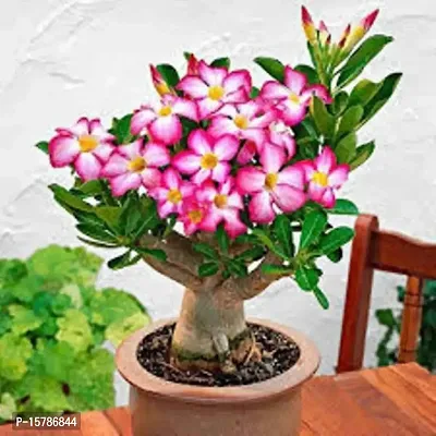 The Entacloo Adenium Plant (LV-425)-thumb0