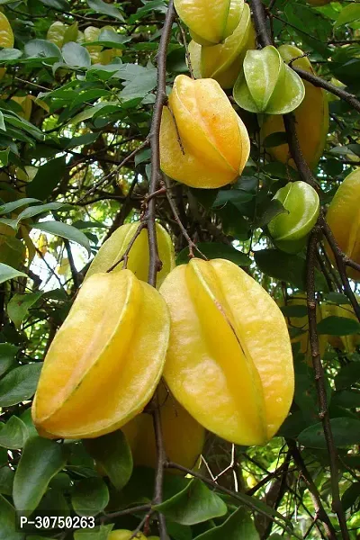 The Entacloo Star Fruit Carambola Grafted Plant Star Fruit Plant A50-thumb0