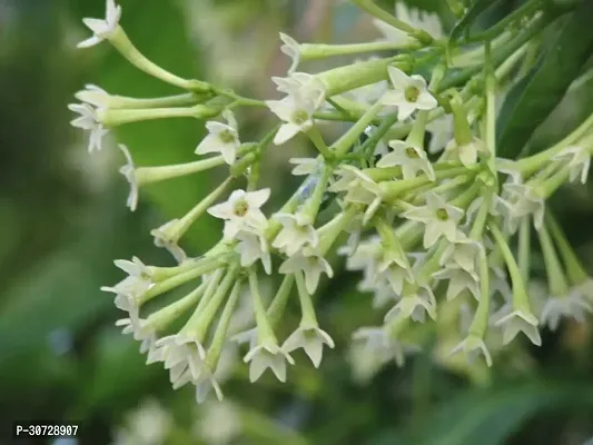 The Entacloo Jasmine Plant Hasnahananight bloom jasmine raat ki rani flower plantS-thumb2