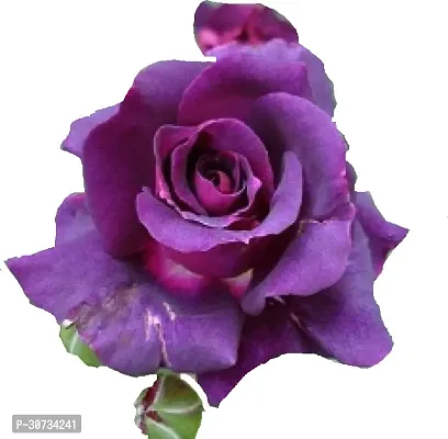 The Entacloo Rose Plant VLT-RS-thumb0