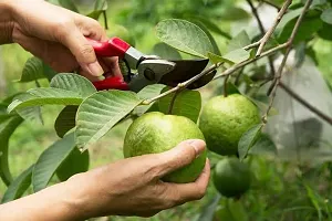 The Entacloo Guava Plant GUAVA PLANT J55-thumb2