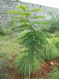 The Entacloo Amla Plant AMLA PLANT LLM-thumb2