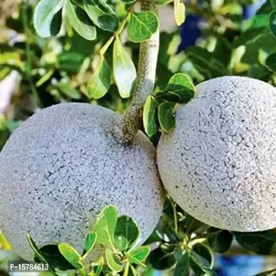 Entacloo_Custard Apple Plant_Custard Apple Plant-11_One Healthy Plant In a Plastic Bag_xspl-M328