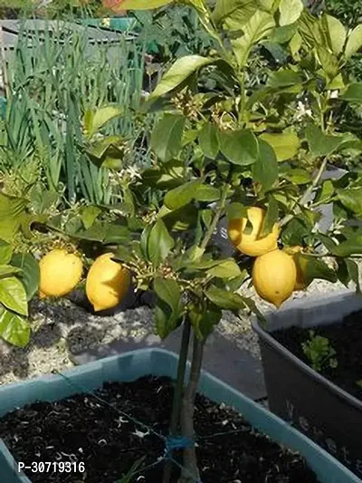 The Entacloo Lemon Plant-thumb0