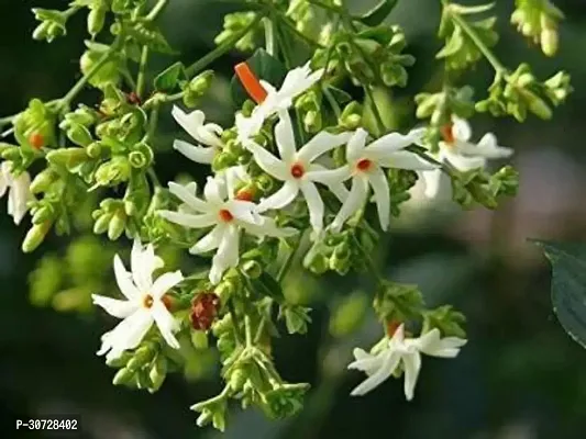 The Entacloo ParijatHarsingar Plant Harsingar Flower Plant-thumb0