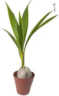 The Entacloo Coconut Plant Mekong Delta Vietnam Dwarf Live Plant Vietnam Coconut Tree Planthybrid (PACK OF 1)-thumb2