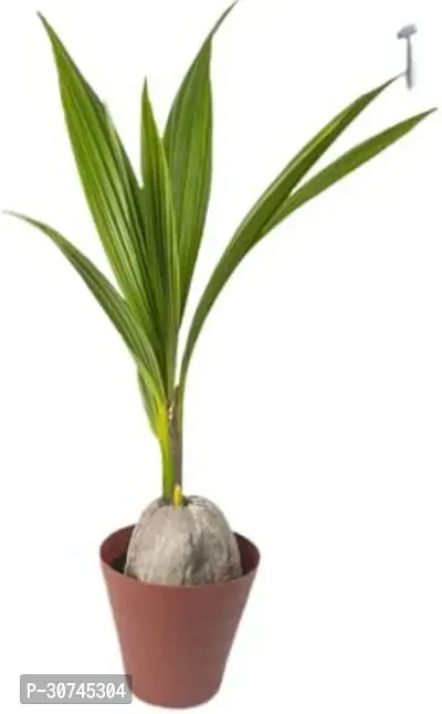 The Entacloo Coconut Plant Mekong Delta Vietnam Dwarf Live Plant Vietnam Coconut Tree Planthybrid (PACK OF 1)-thumb3