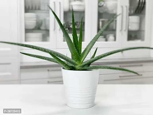 The Entacloo Aloe Vera Plant Hybrid Aloevera Plant_47-thumb0