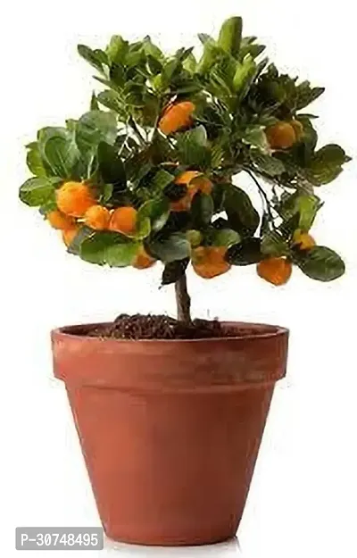 The Entacloo Orange Plant ORANGE PLANT WSE-thumb0