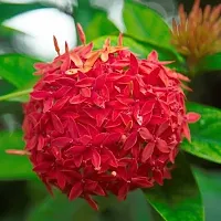 The Entacloo Ixora Singaporensis Red Flowering Plant Live Plant Pink Ixora Dwarf Red Cluster Roof Top Suitable For Gardening Home Plant(1 Healthy Live Plant).-thumb1