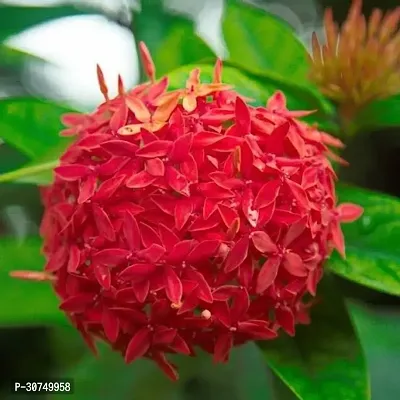 The Entacloo Ixora Singaporensis Red Flowering Plant Live Plant Pink Ixora Dwarf Red Cluster Roof Top Suitable For Gardening Home Plant(1 Healthy Live Plant).-thumb2