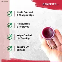 Anthom Beetroot Lip Balm with Natural Beetroot Extract, Shea Butter  Jojoba Oil | For Dry, Damaged  Chapped Lips-thumb2