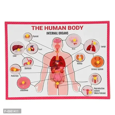 Wooden Puzzle Human Internal Body Organs of the Body Anatomy Learning and Teaching Aid Educational Toy for Kids and Teachers age 3
