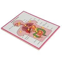 Wooden Human Body Digestive System Tray Jigsaw Puzzle with knobs and Pictures Learning and Educational Toys for Kids Students Age 4 and above-thumb1