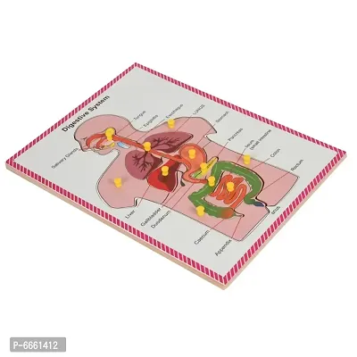 Wooden Human Body Digestive System Tray Jigsaw Puzzle with knobs and Pictures Learning and Educational Toys for Kids Students Age 4 and above-thumb2