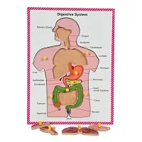 Wooden Human Body Digestive System Tray Jigsaw Puzzle with knobs and Pictures Learning and Educational Toys for Kids Students Age 4 and above-thumb3