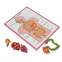 Wooden Human Body Digestive System Tray Jigsaw Puzzle with knobs and Pictures Learning and Educational Toys for Kids Students Age 4 and above-thumb4