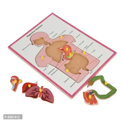 Wooden Human Body Digestive System Tray Jigsaw Puzzle with knobs and Pictures Learning and Educational Toys for Kids Students Age 4 and above-thumb5