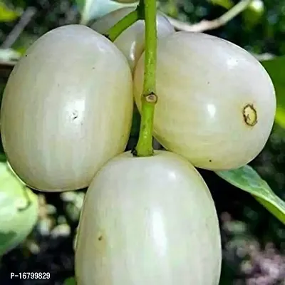 Garden Rare Grafted White Jambolan Plum or Jamblang Putih Syzygium Cumini Njaval Fruit Tree Live Plant (1 Healthy Plant)