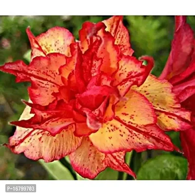 Starline Suman Adenium Live Plant with Beautiful Grafted Flower Orchid Plants with Plastic bag (Color: Orange  Yellow)-thumb0