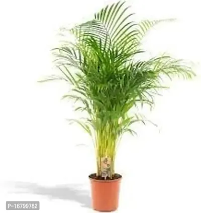 StarlineSuman ARECA PLAM LIVE PLANTS/Air Purifier Indoor Plants for Home-thumb3