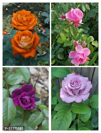 ROSE FLOWER PLANT COMBO (PACK OF 4)-thumb0