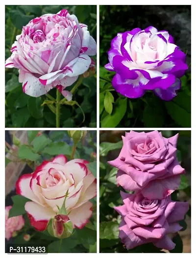 ROSE FLOWER PLANT COMBO (PACK OF 4)