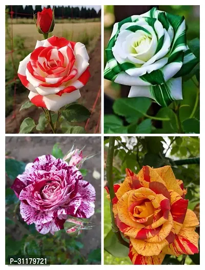 ROSE FLOWER PLANT COMBO (PACK OF 4)