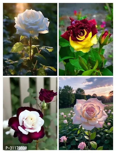 ROSE FLOWER PLANT COMBO (PACK OF 4)