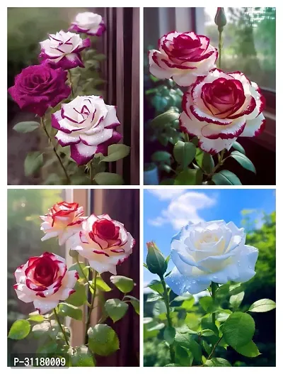 ROSE FLOWER PLANT COMBO (PACK OF 4)