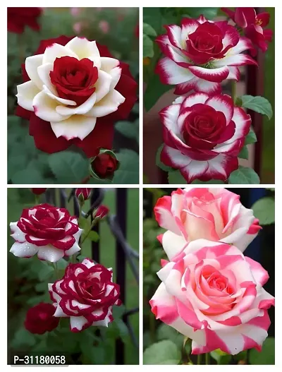 ROSE FLOWER PLANT COMBO (PACK OF 4)