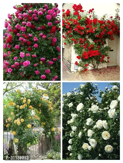 ROSE FLOWER PLANT COMBO (PACK OF 4)