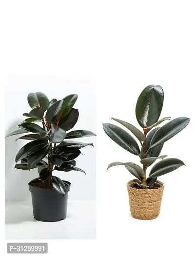 Rubber plants combo (pack of 2)