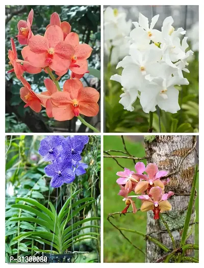 VANDA ORCHID COMBO (PACK OF 4)