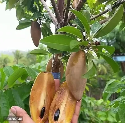 SWEET LONG CHIKU FRUIT TREE-thumb0