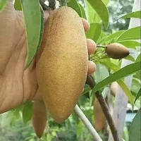 SWEET LONG CHIKU FRUIT TREE-thumb1