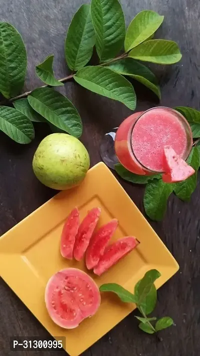 Sweet pink guava fruit tree