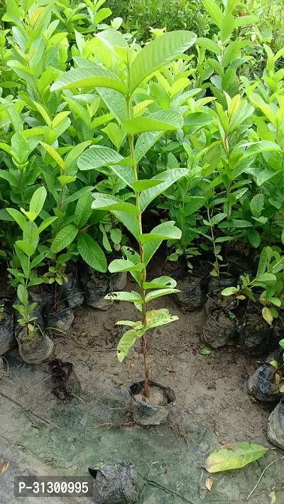 Sweet pink guava fruit tree-thumb2