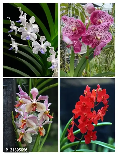 VANDA ORCHID COMBO (PACK OF 4)-thumb0