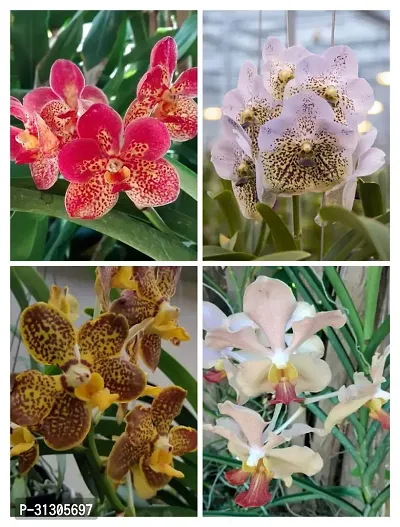 VANDA ORCHID COMBO (PACK OF 4)