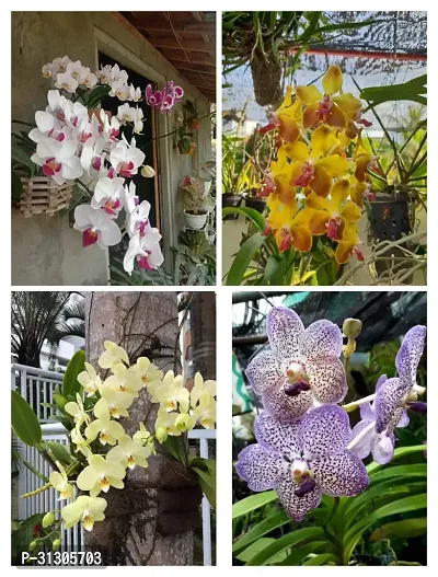 VANDA ORCHID COMBO (PACK OF 4)