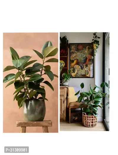 Rubber plant combo (pack of 2)